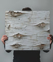 Crisp Birch Bark